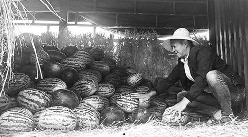 蓬莱吃瓜群众事件始末,一场网络舆论的风暴与反思