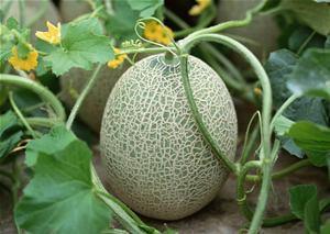 胃疼吃哈密瓜