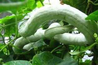 吃蛇瓜放屁吗图片,吃蛇瓜后，你真的会放屁吗？