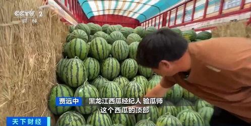 吃瓜群6010860,一场全民参与的娱乐盛宴