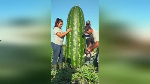 吃瓜吃出了大瓜,揭秘娱乐圈惊人内幕